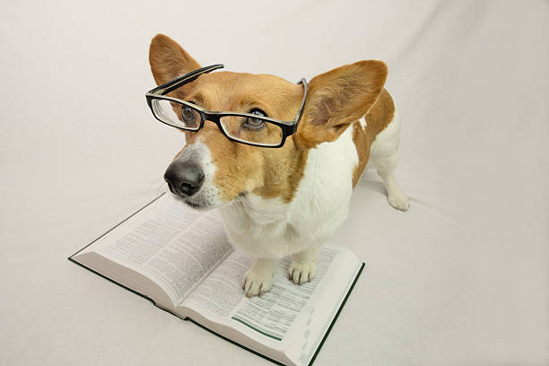 dog homework picture Corgi with glasses and book Brown and white corgi wearing reading glasses and standing on open book dog ate my homework stock pictures, royalty-free photos & images