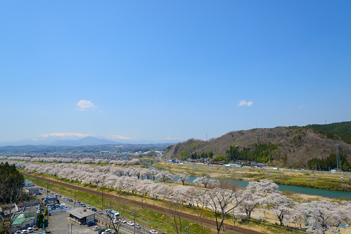 Cherry blossoms along Shiroishi river (Shiroishigawa tsutsumi Sembonzakura) in Miyagi prefecture, Japan.