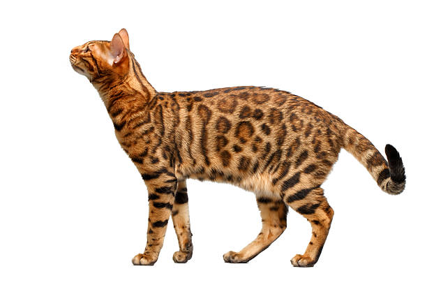 istock bengal cat standing and sniffing on white 466208082