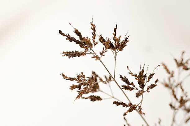 istock Herb Garden in the Snow 466209192