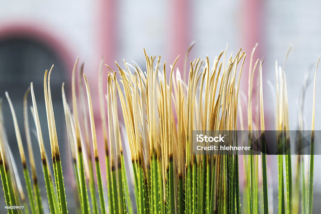 Cactus superiore - Foto stock royalty-free di Appuntito