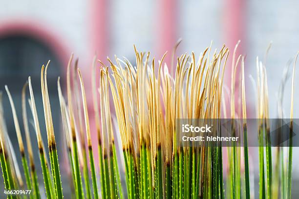 Cactus Superiore - Fotografie stock e altre immagini di Appuntito - Appuntito, Bellezza naturale, Botanica