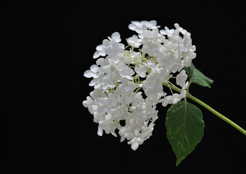A gorgeous white Hydrangea bloom photographed on a matte black background.