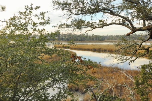 A  winter view of the Davis Bayou from one of the marked trails in the Davis Bayou portion of the Gulf Islands National Seashore Park, located in Ocean Springs, Mississippi.