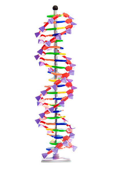 modelo de doble hélice de adn cromosoma - dna helix individuality science fotografías e imágenes de stock