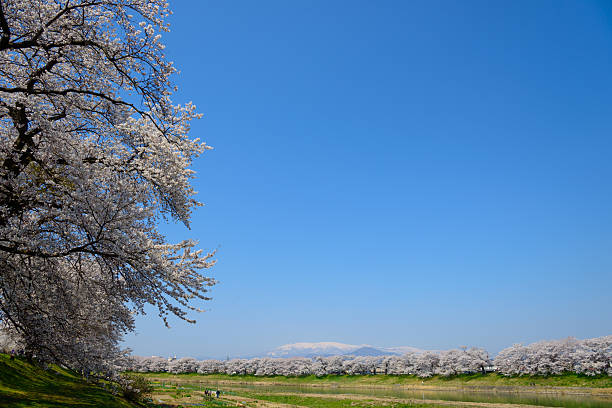 Cherry blossoms (Sakura) along Shiroishi river (Shiroishigawa tsutsumi Senbonzakura) in Miyagi prefecture, Japan