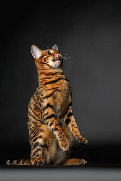 istock bengal cat stand and licking 466211696