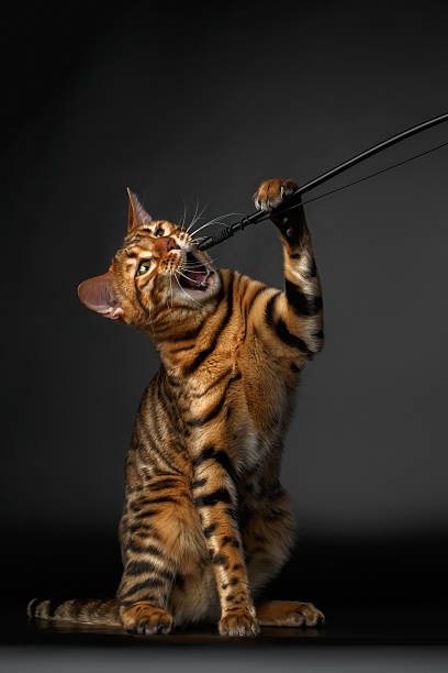 bengal cat sits and raising up paw