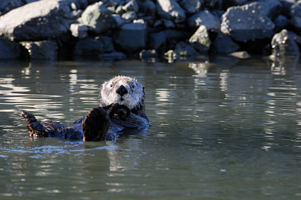 istock Wild Sea Otter Resting in Calm Harbor Water 466211927