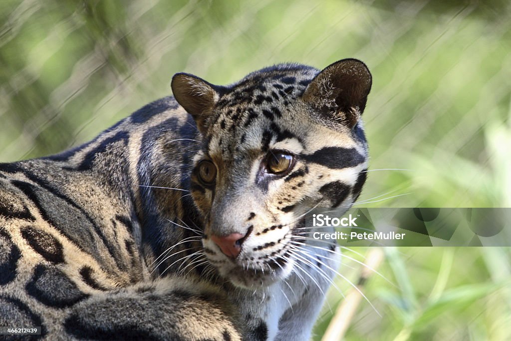 pranzo - Foto stock royalty-free di Leopardo delle nevi