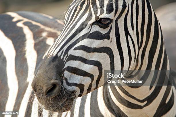 Zebra Głowy - zdjęcia stockowe i więcej obrazów Bez ludzi - Bez ludzi, Białe tło, Biały