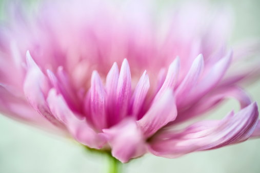 Closeup image of beautiful pink chrysanthemum flower with natural bokeh