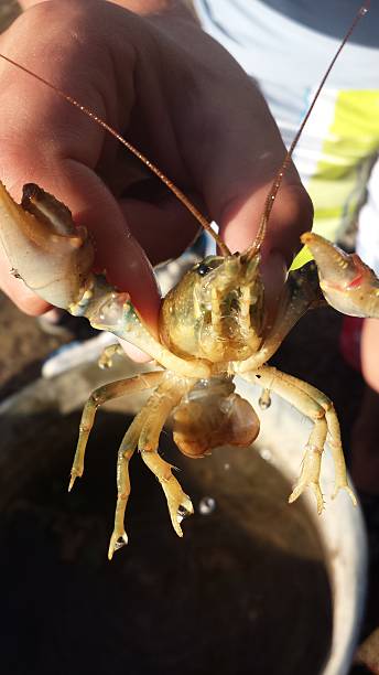 istock Young Boy Holding a Crawfish from Montana Lake 466212508
