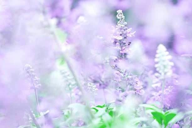 istock nature abstract background from close up Sage plant 466212726