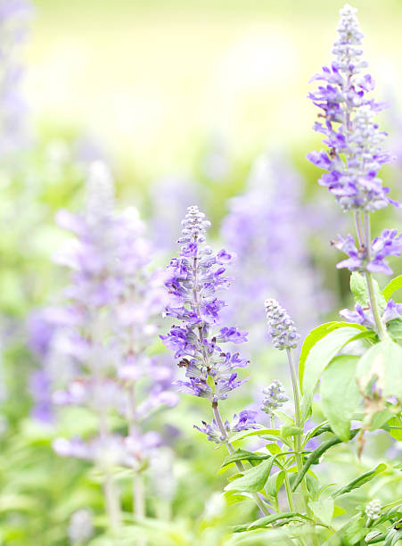 istock close up beautiful flower in garden 466212740
