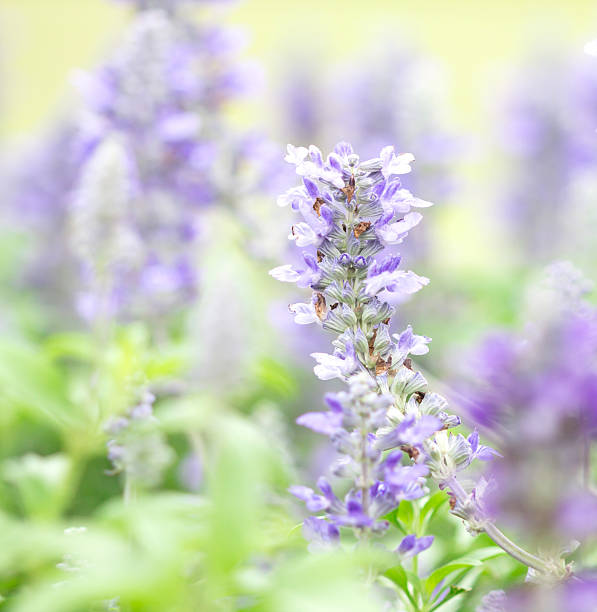 istock close up beautiful flower in garden 466212744
