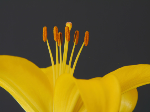 Yellow Lily - close up