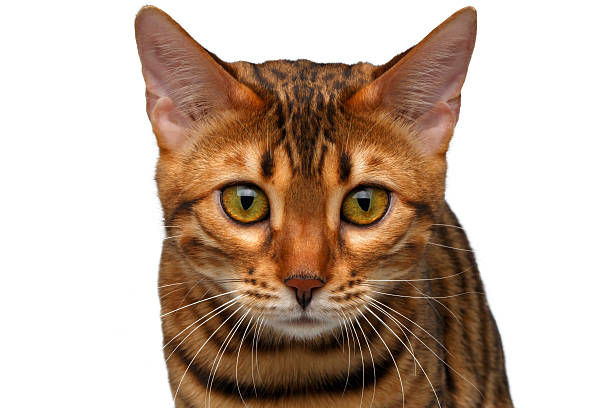 istock closeup bengal cat looking in camera 466212782