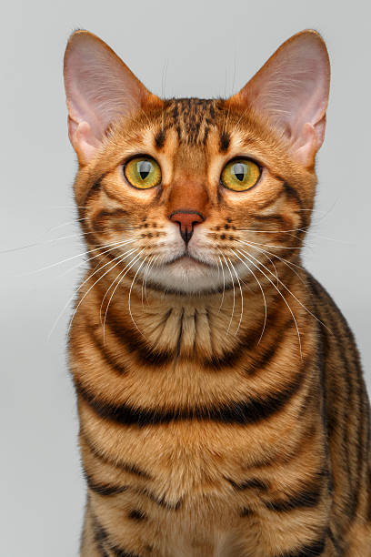 istock closeup bengal cat looking in camera 466212786