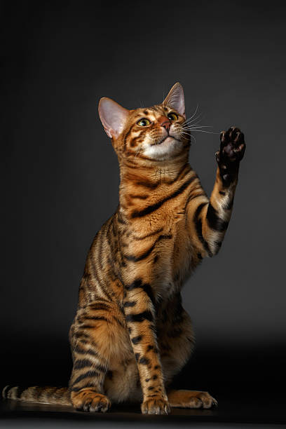 istock bengal cat sits and raising up paw 466212842