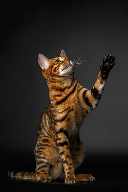 istock bengal cat sits and raising up paw 466212844
