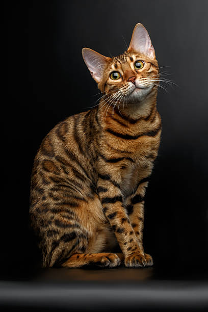 istock bengal cat sitting on black and cute looking 466212854