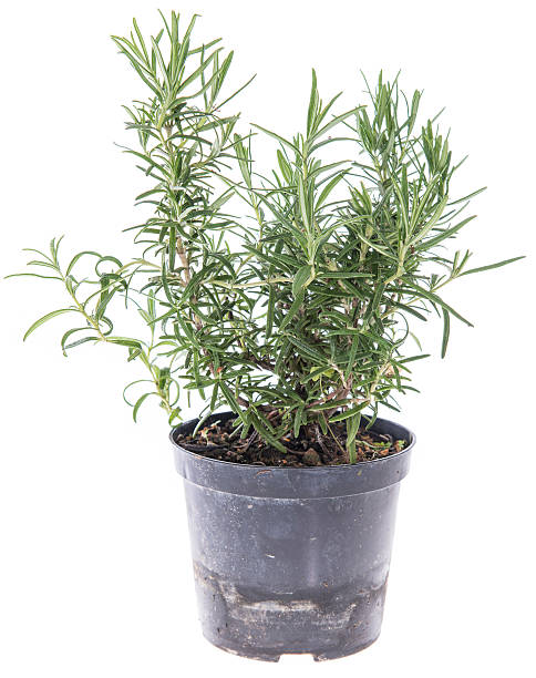 istock Rosemary plant isolated on white 466212889