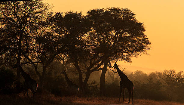 istock Giraffe in early morning light 466213118
