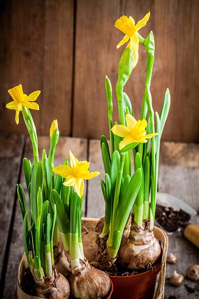 istock work in the garden: planting flowers daffodils 466213180
