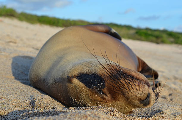istock Sea Lion in Galapagos 466213194