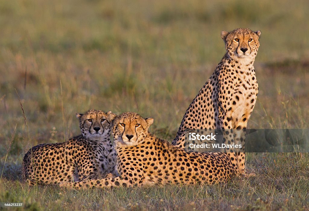 Three Cheetah Three cheetah resting in vibrant early morning light – Masai Mara, Kenya Cheetah Stock Photo