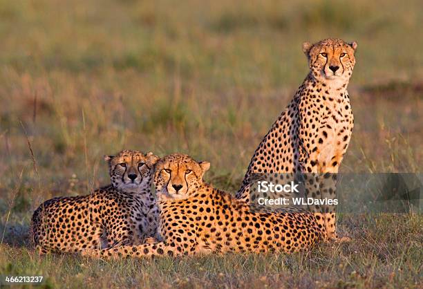 Three Cheetah Stock Photo - Download Image Now - Cheetah, Three Animals, Africa