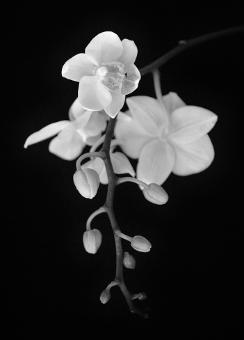 A monochromatic depiction of white Orchids, photographed on a matte dark background.