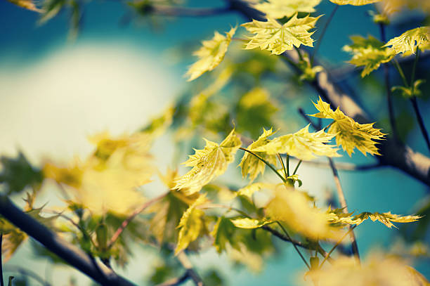 Defocus background with leaves on a tree stock photo