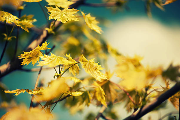 Defocus background with leaves on a tree stock photo