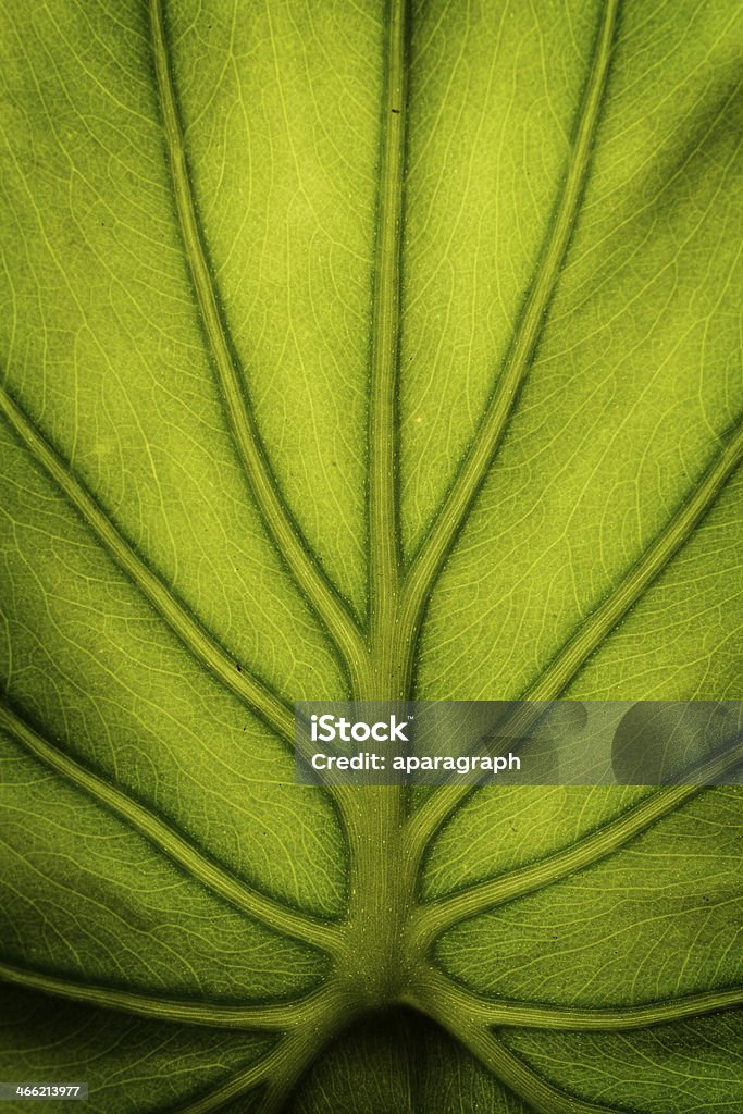 Botany Surface Texture Leaf Surface Texture Stock Photo - Download Image Now - Backgrounds ...