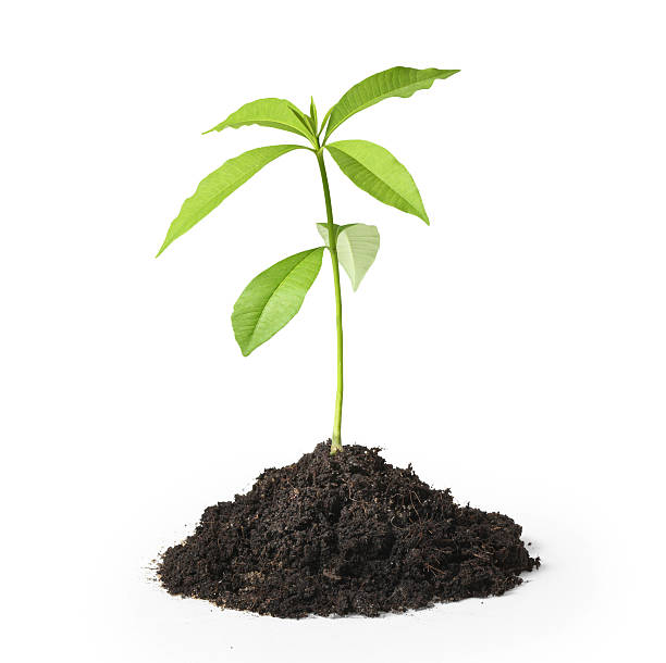 istock green plant on a white background 466214047