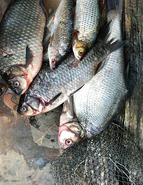 istock fresh bream, crucian carp, roach from water 466214131