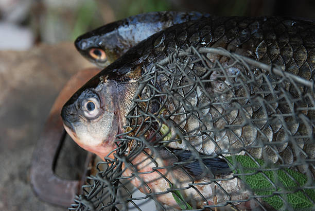 istock crucian carp from fresh water 466214199