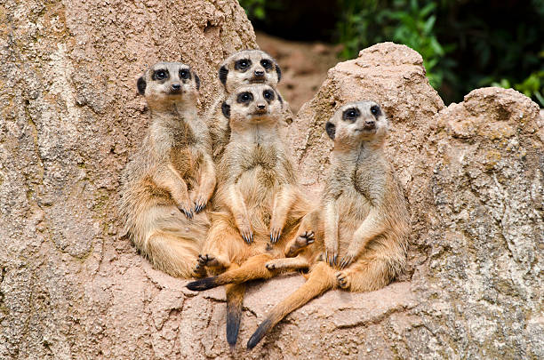istock Meerkat family 466215611