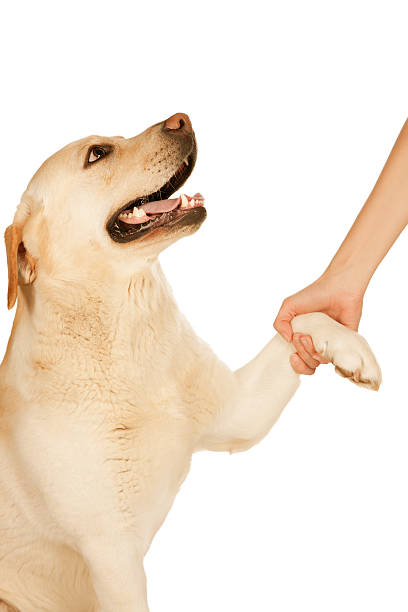 istock Dog paw and human hand 466216255