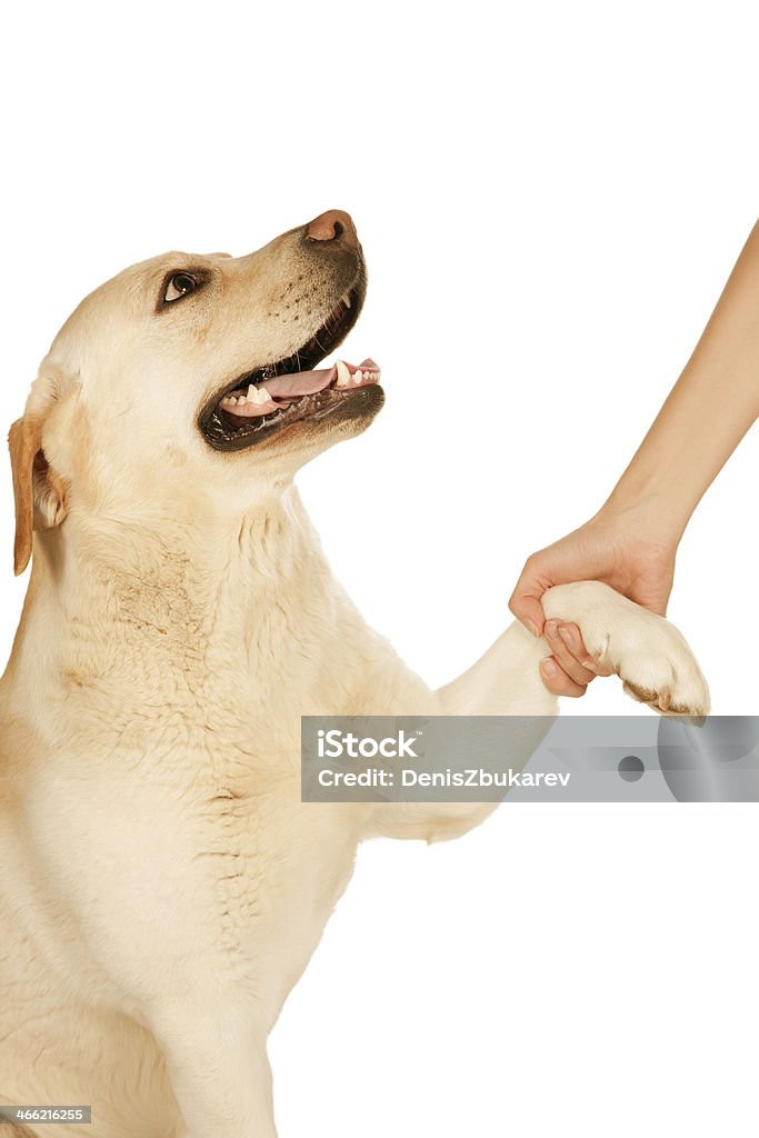 Pata de cão e humano Mão - Royalty-free Adulto Foto de stock