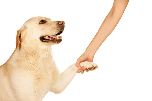 istock Dog paw and human hand 466216261