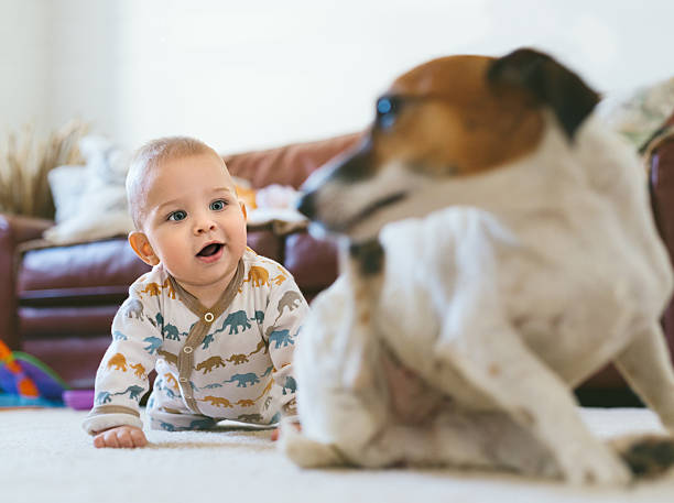 istock Cute smiling baby crawling forward and looking at jack russell 466216472