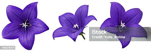 Bellflower Stock Photo - Download Image Now - Cut Out, Flower, Bluebell