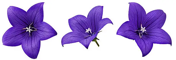 Bellflower isolated on white