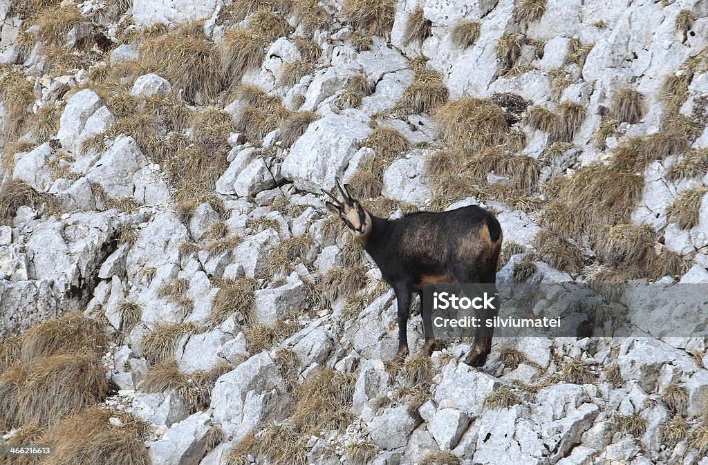 Piatra Craiului Carpathian camurça em Montanhas - Royalty-free Camurça - Animal Foto de stock
