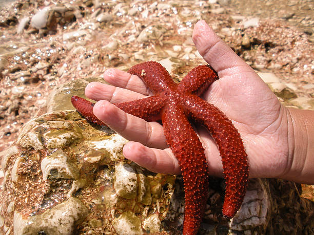 istock Red starfish in the hand 466216675