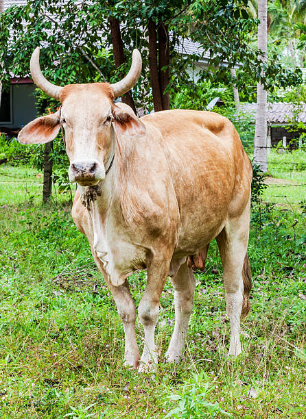 istock Cow at farm in Thailand 466217185