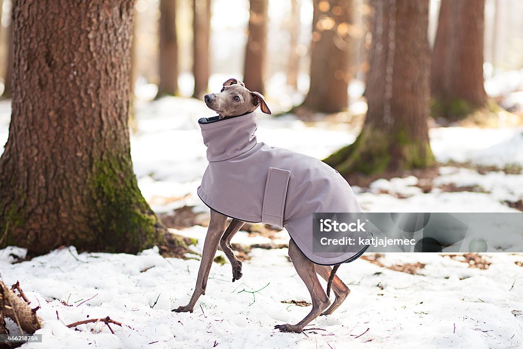 Dressed Greyhound Dressed greyhound in the forest. Greyhound Stock Photo